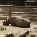 SF Zoo 2007 126