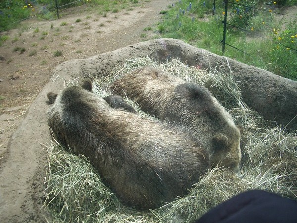SF Zoo 2007 127