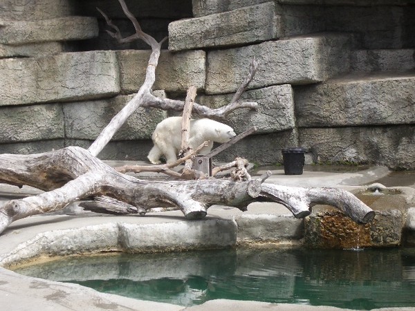 SF Zoo 2007 132