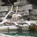 SF Zoo 2007 132