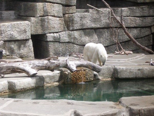 SF Zoo 2007 133