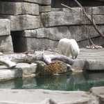 SF Zoo 2007 133