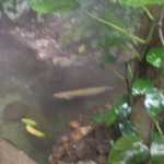 SF Zoo 2007 138