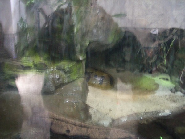 SF Zoo 2007 139