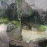 SF Zoo 2007 139