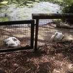 SF Zoo 2007 142