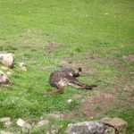 SF Zoo 2007 145