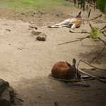 SF Zoo 2007 146