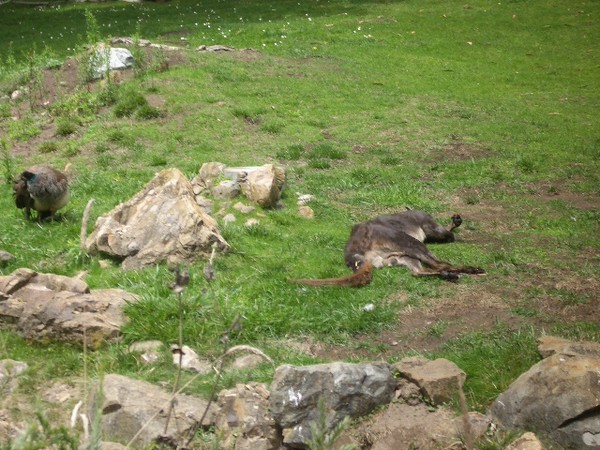 SF Zoo 2007 147