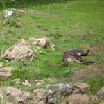 SF Zoo 2007 147