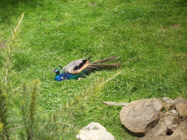 SF Zoo 2007 149
