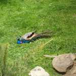 SF Zoo 2007 149