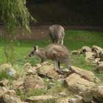 SF Zoo 2007 150