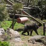 SF Zoo 2007 151