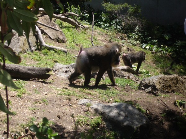 SF Zoo 2007 152