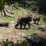 SF Zoo 2007 152