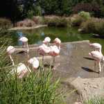 SF Zoo 2007 153