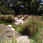 SF Zoo 2007 154