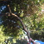 If a tree falls in the park will it make any noise??