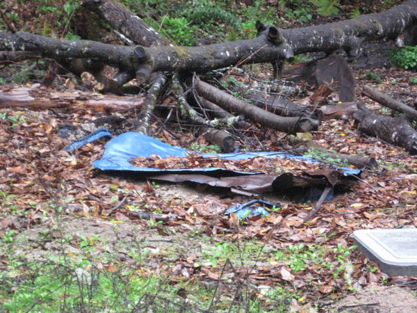 This was a 65 chevy truck at one time in it's life. Now it's buried under a fallen tree.