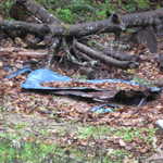 This was a 65 chevy truck at one time in it's life. Now it's buried under a fallen tree.