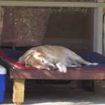 Thanksgiving 2007 011