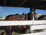 Highlight for Album: Horse camp.