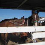 Horse camp and nice night 010