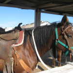 Horse camp and nice night 011