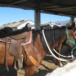 Horse camp and nice night 012
