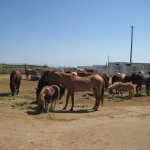 Horse camp and nice night 013