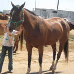 Horse camp and nice night 014