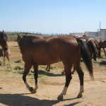 Horse camp and nice night 015