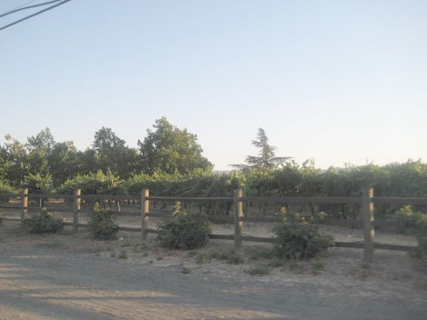 Grape vines in Napa?? Who would have guessed??