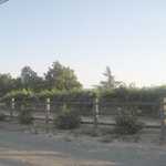 Grape vines in Napa?? Who would have guessed??
