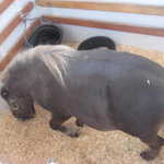 Yep, a pretty darn small horse.