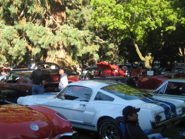 Cars in the Park 2008 047