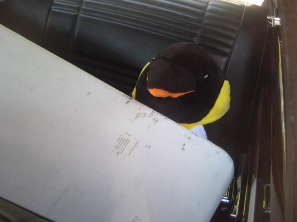 My poor penguin is squished.
