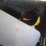 My poor penguin is squished.