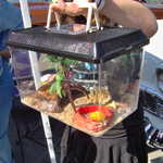 That crab is liv'n large!