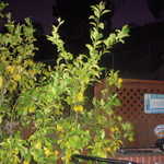 Adam's party 011