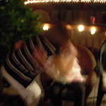 Holloween 2008 090