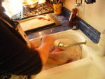 Highlight for Album: Thanksgiving 2008