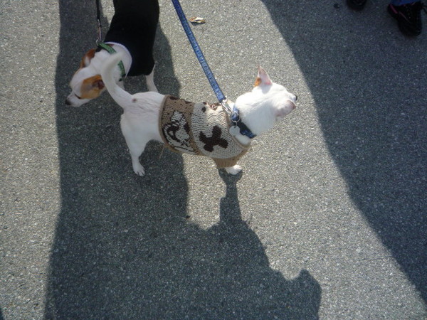 Say hello to Dexter and Buddy.