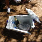 West coast Gearheads picnic 209 052