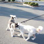 Who let the dogs out??? Who, who??