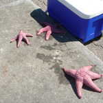 Zombie Starfish, run!!