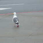 Hey is that a San Francisco penguin?