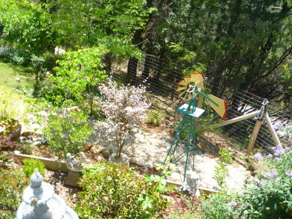 Foresthill 2009 vacation 031
