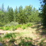 Foresthill 2009 vacation 035